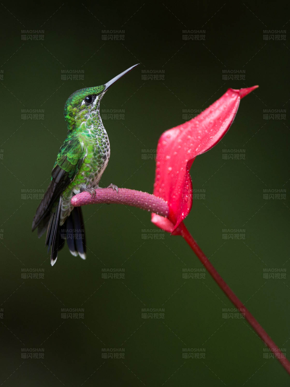 蜂鸟栖息红花上图片