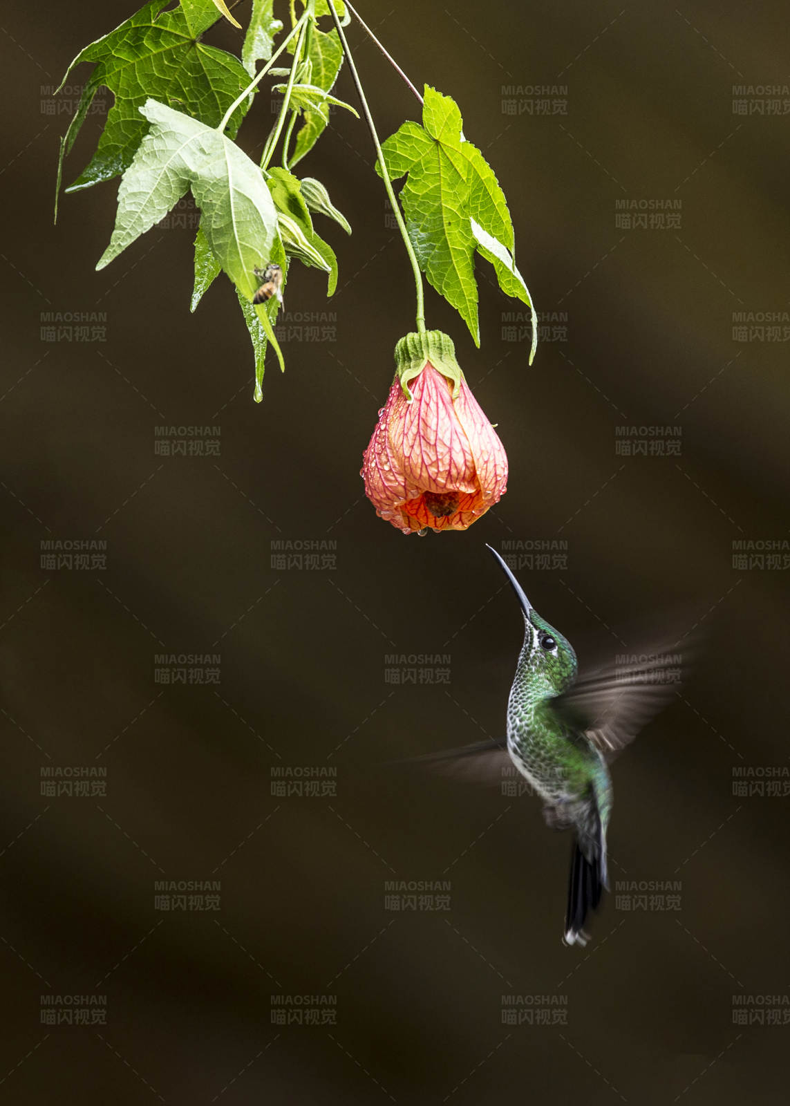蜂鸟与花图片