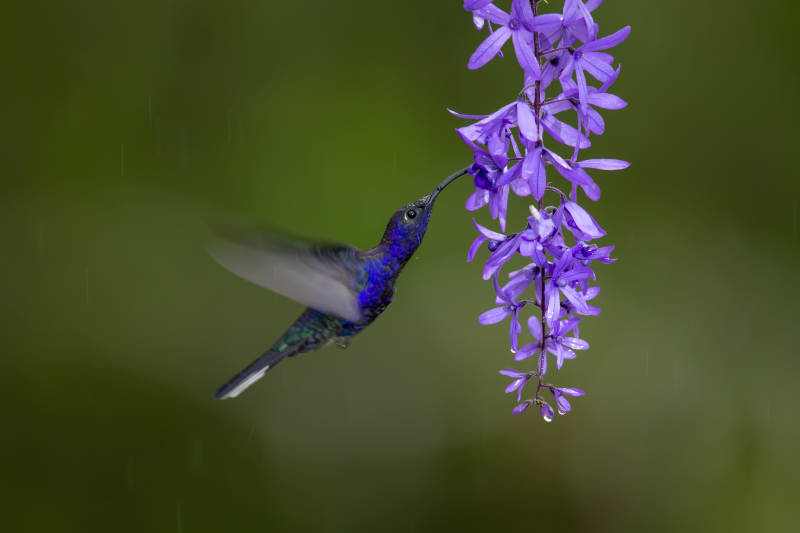 雨中花间蜂鸟图片