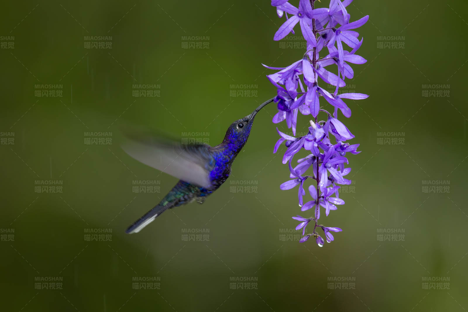 雨中花间蜂鸟图片