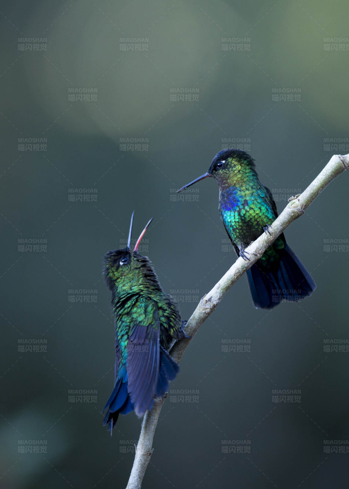 两只蜂鸟的对话图片