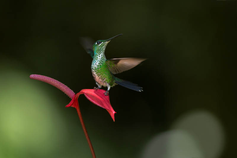 蜂鸟栖息在红花上图片