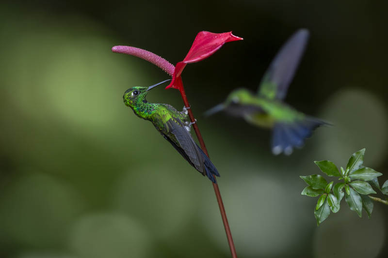 蜂鸟与红花图片