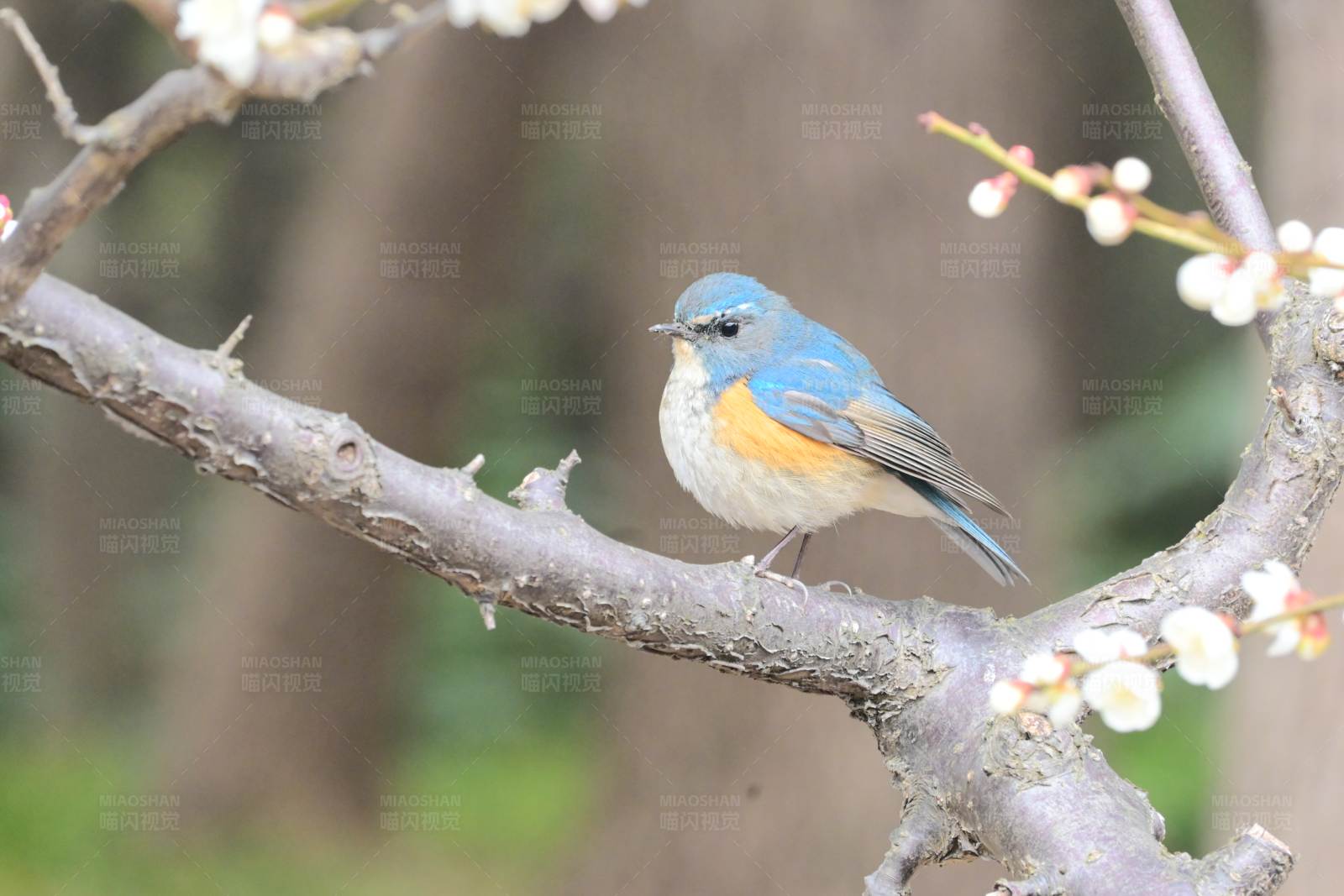 蓝鸟栖息花枝间图片