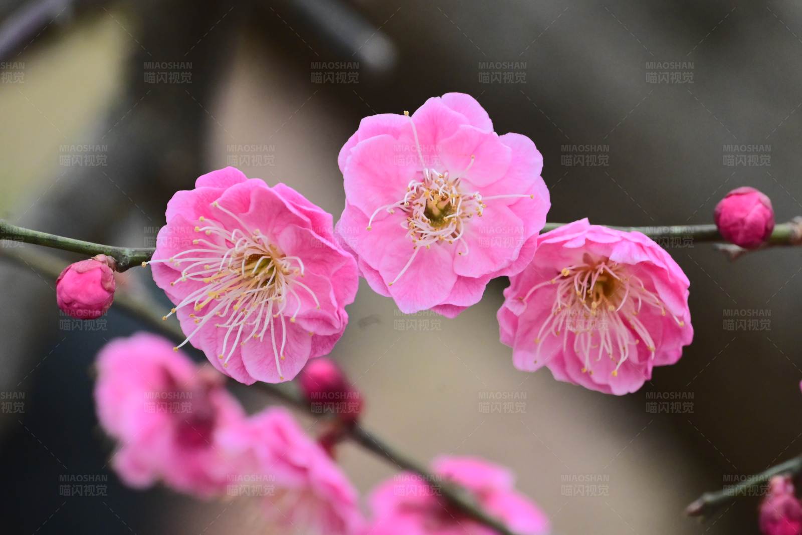 粉色梅花绽放图片