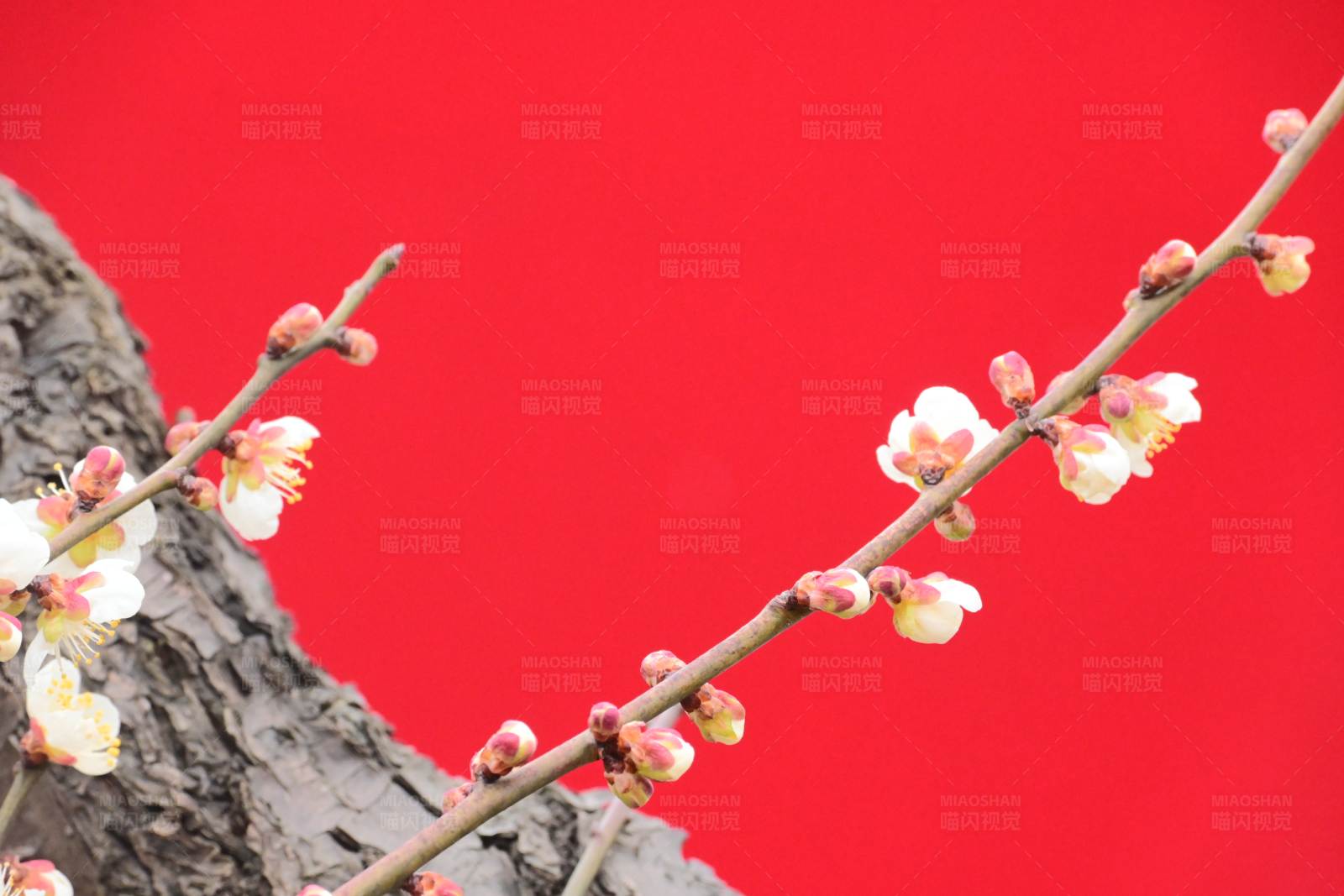 梅花映红背景图片