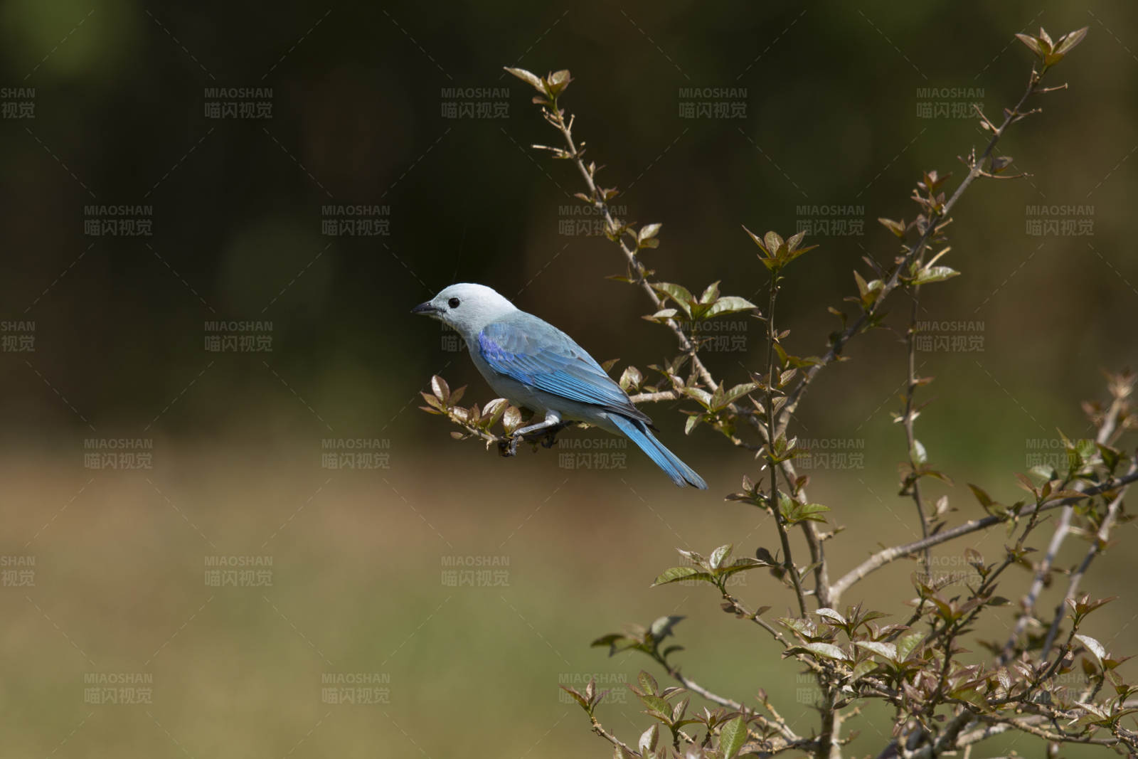 蓝白小鸟栖枝头图片