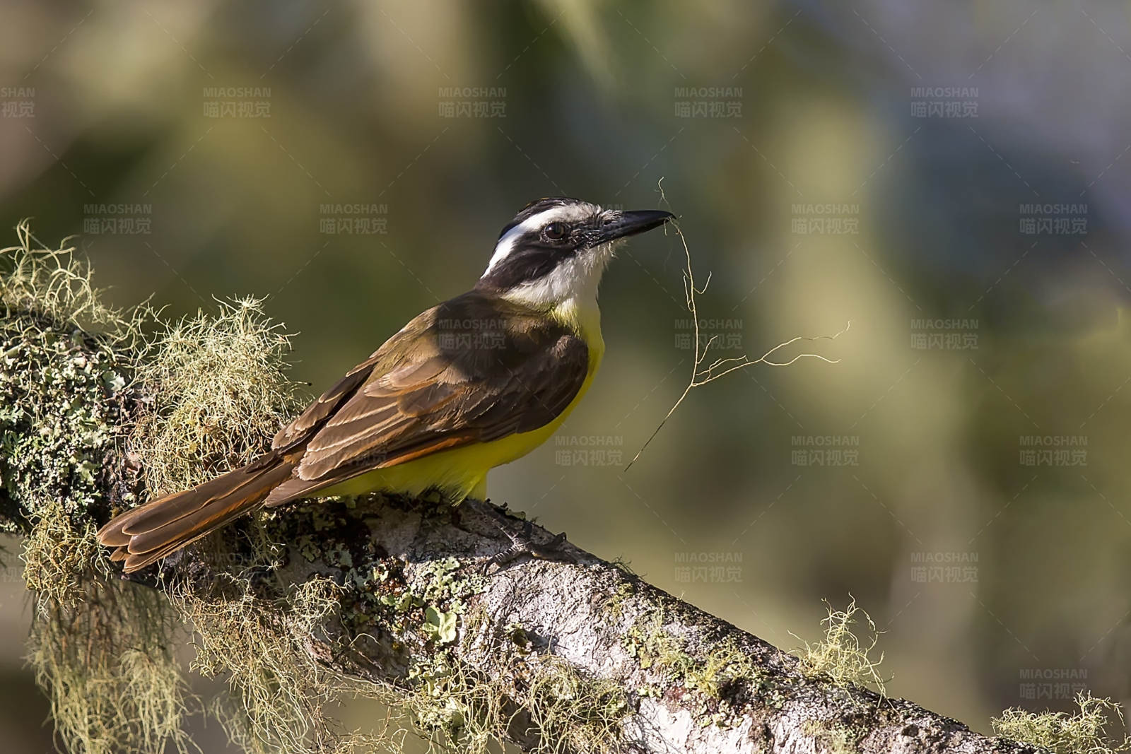 筑巢的黄腹小鸟图片