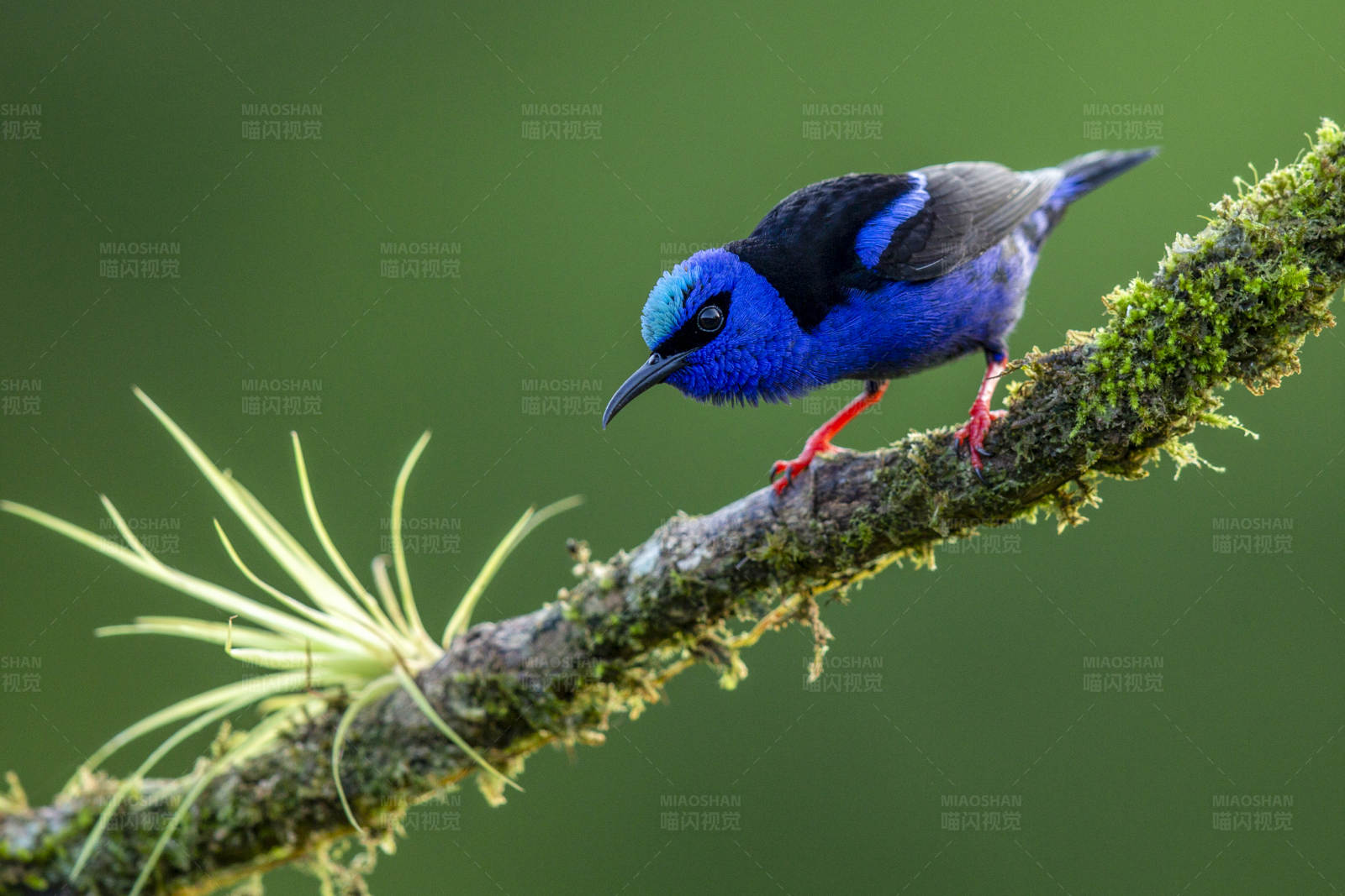 蓝鸟栖枝头图片