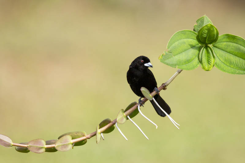 红腰厚嘴唐纳雀栖枝头图片