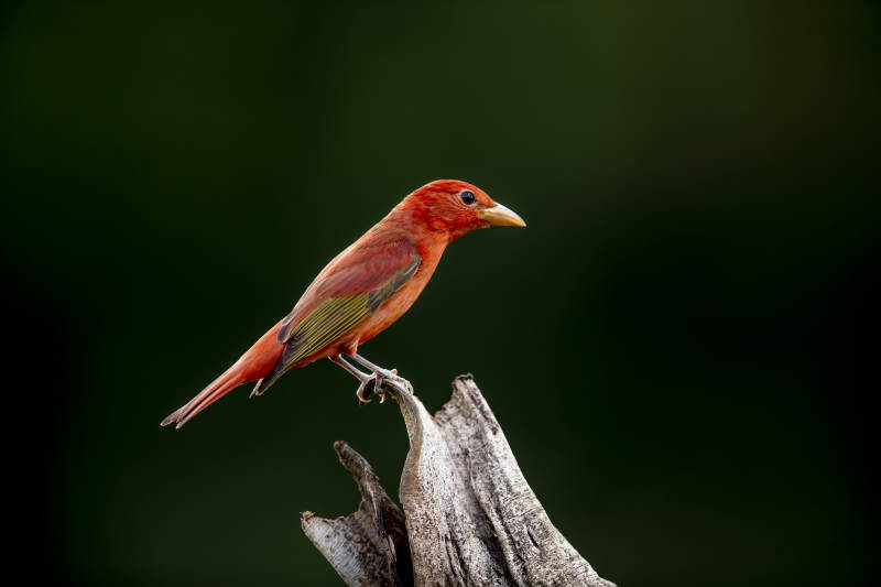 玫红丽唐纳雀栖木图片