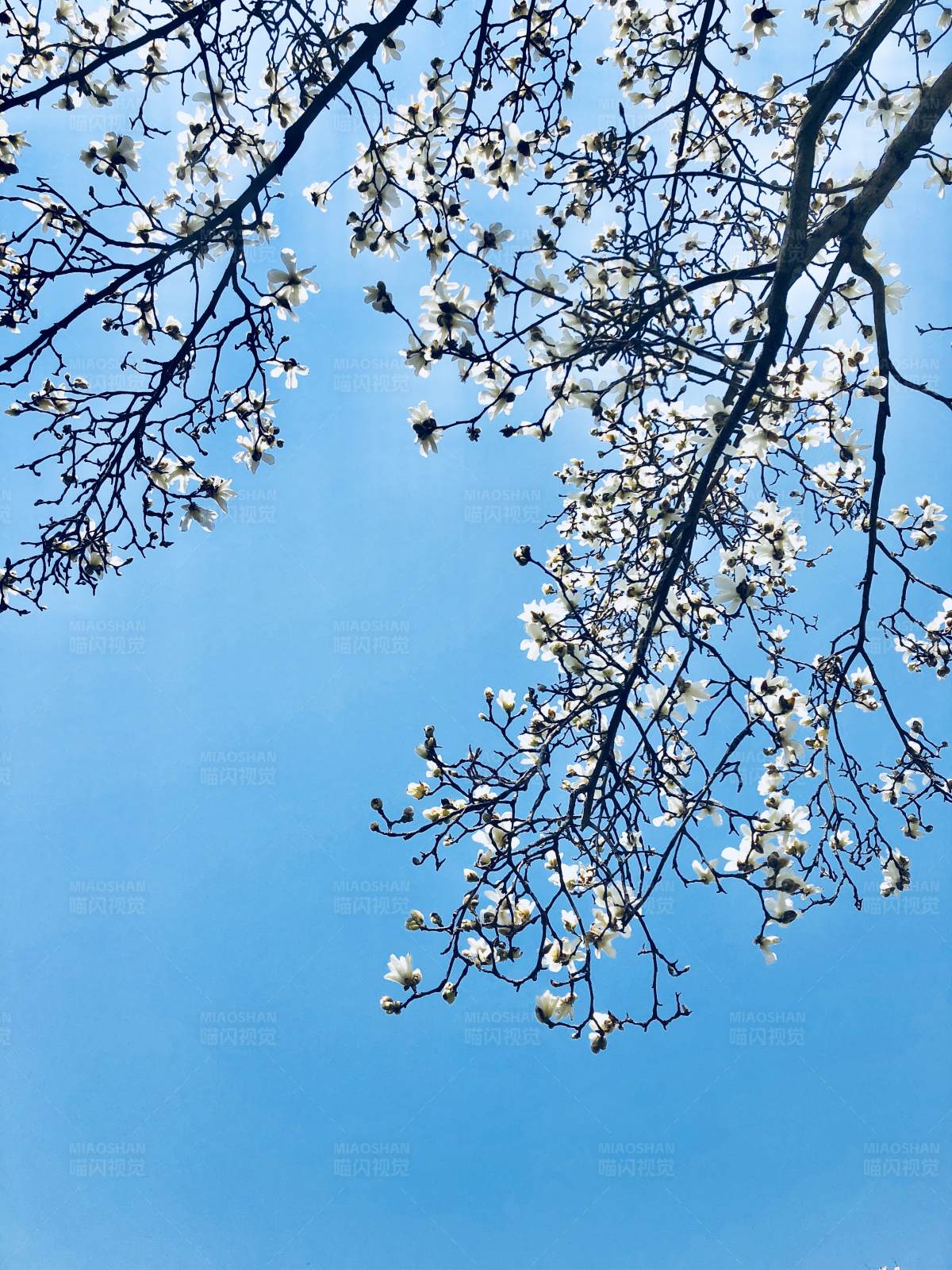 春日花开 蓝天相伴图片