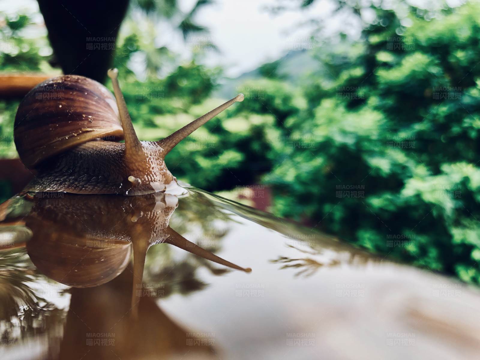 蜗牛倒影图片