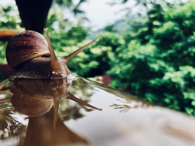 蜗牛倒影图片