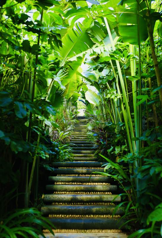 热带雨林的神秘阶梯图片