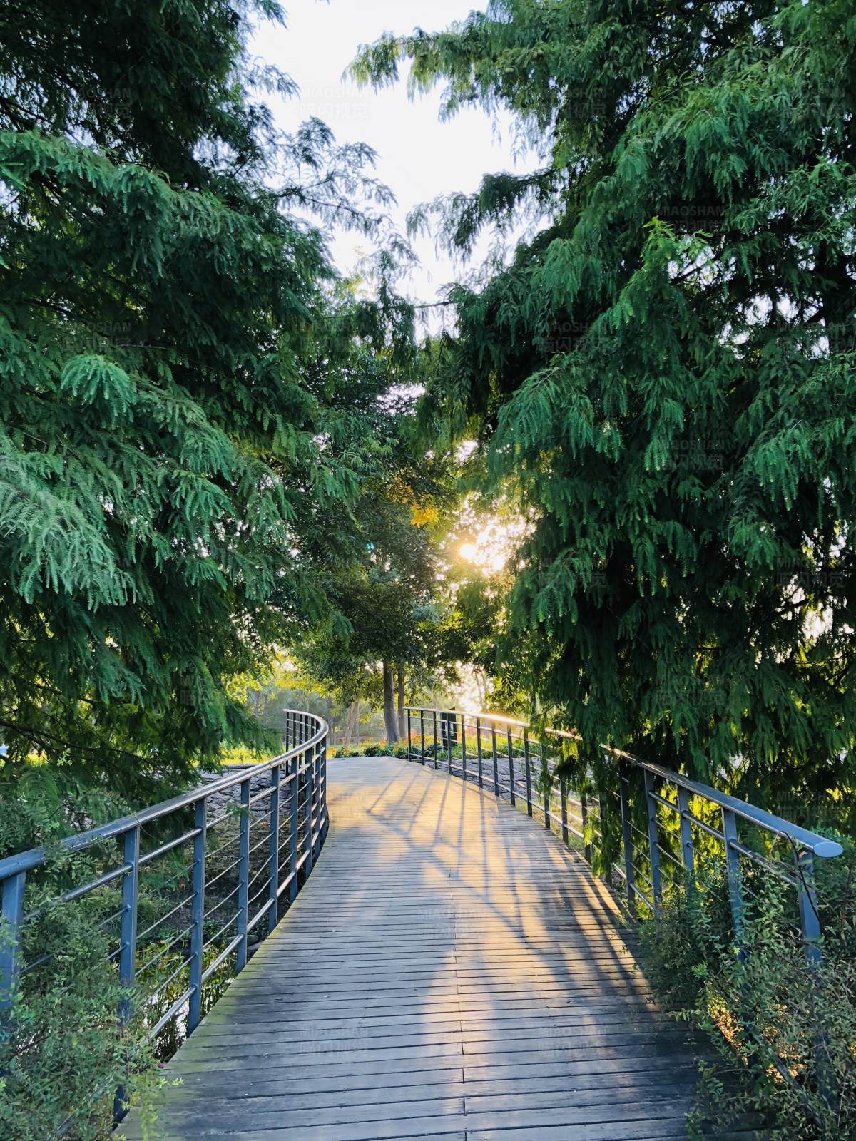 林间木桥夕阳景图片