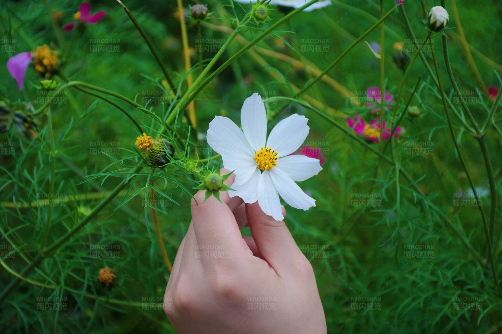 手触白色花朵图片
