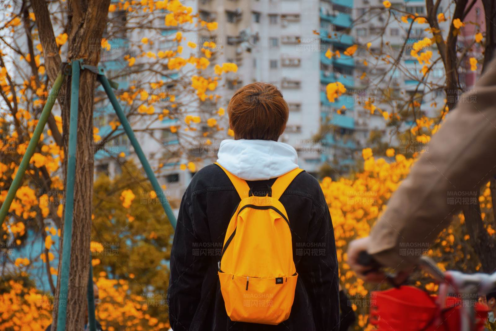 秋日校园里的黄色背包图片