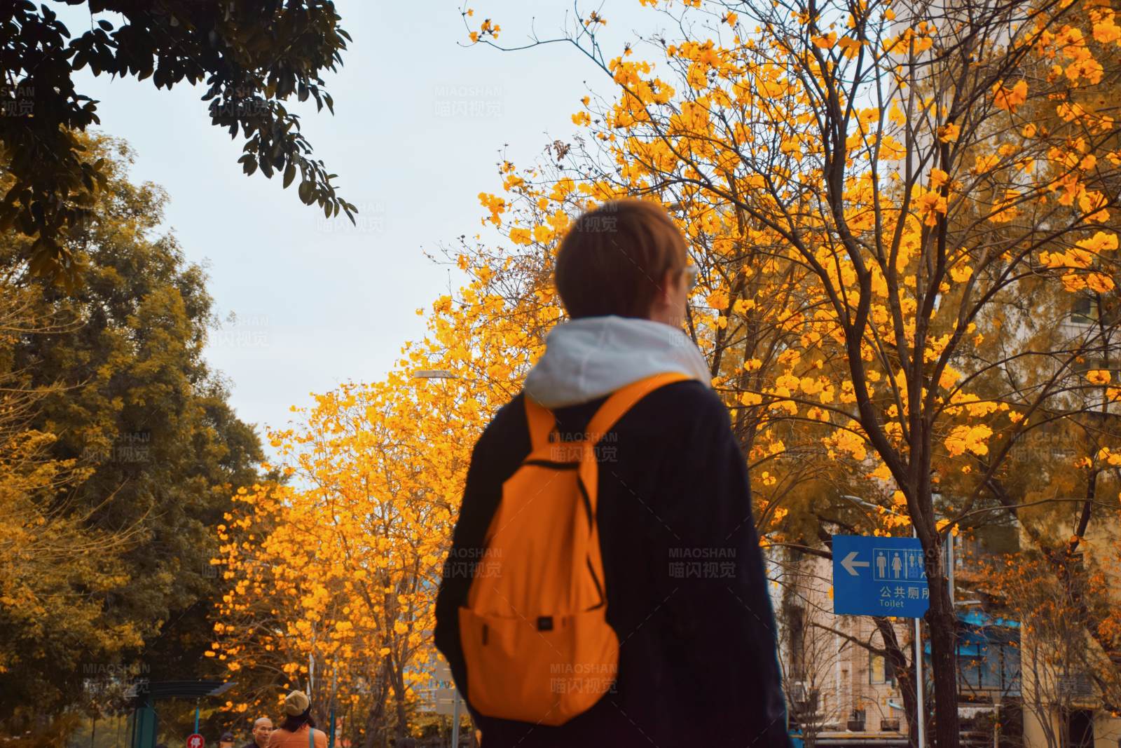 秋日校园的背影图片