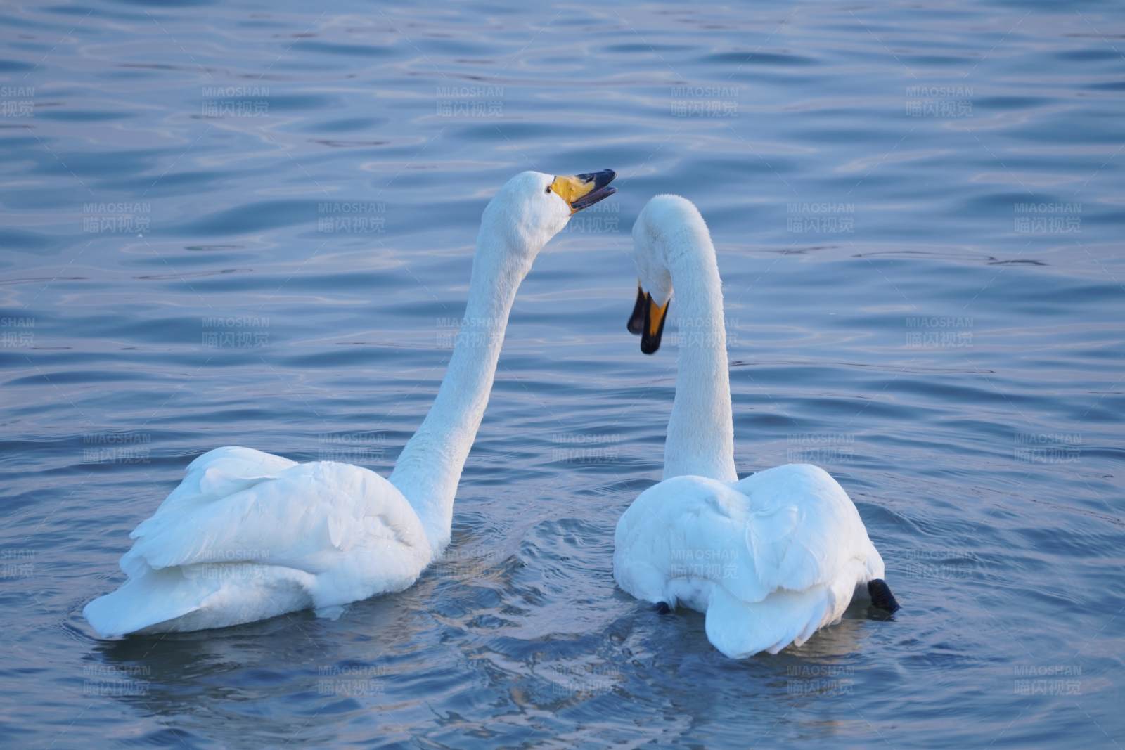 天鹅湖上的浪漫相遇图片