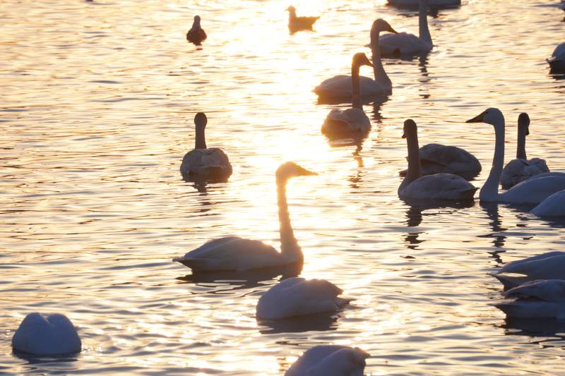 湖面天鹅夕阳游图片