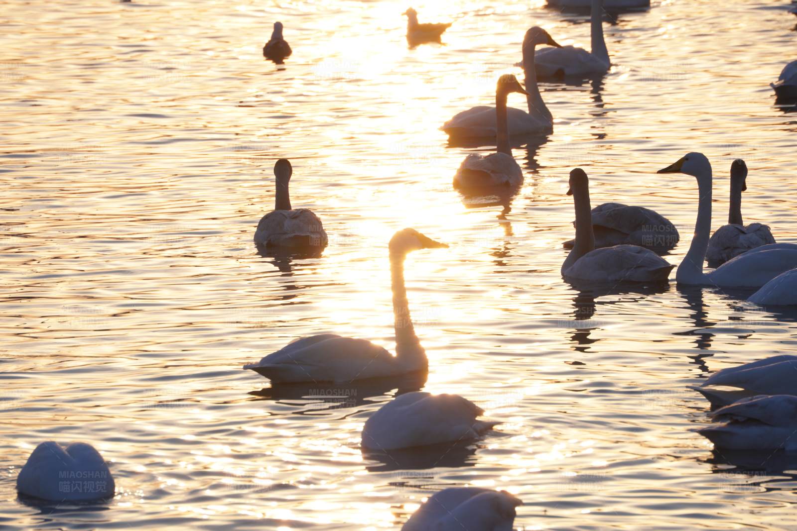 湖面天鹅夕阳游图片