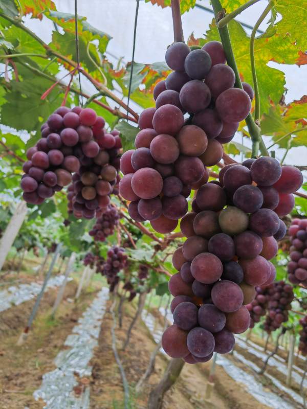 葡萄园丰收景象图片