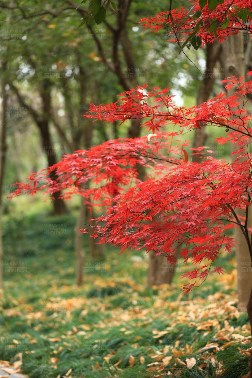 秋日红枫图片
