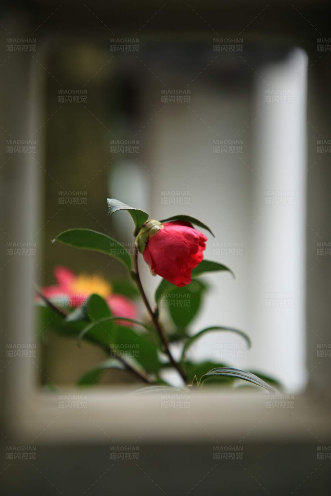 窗边的红色花朵图片