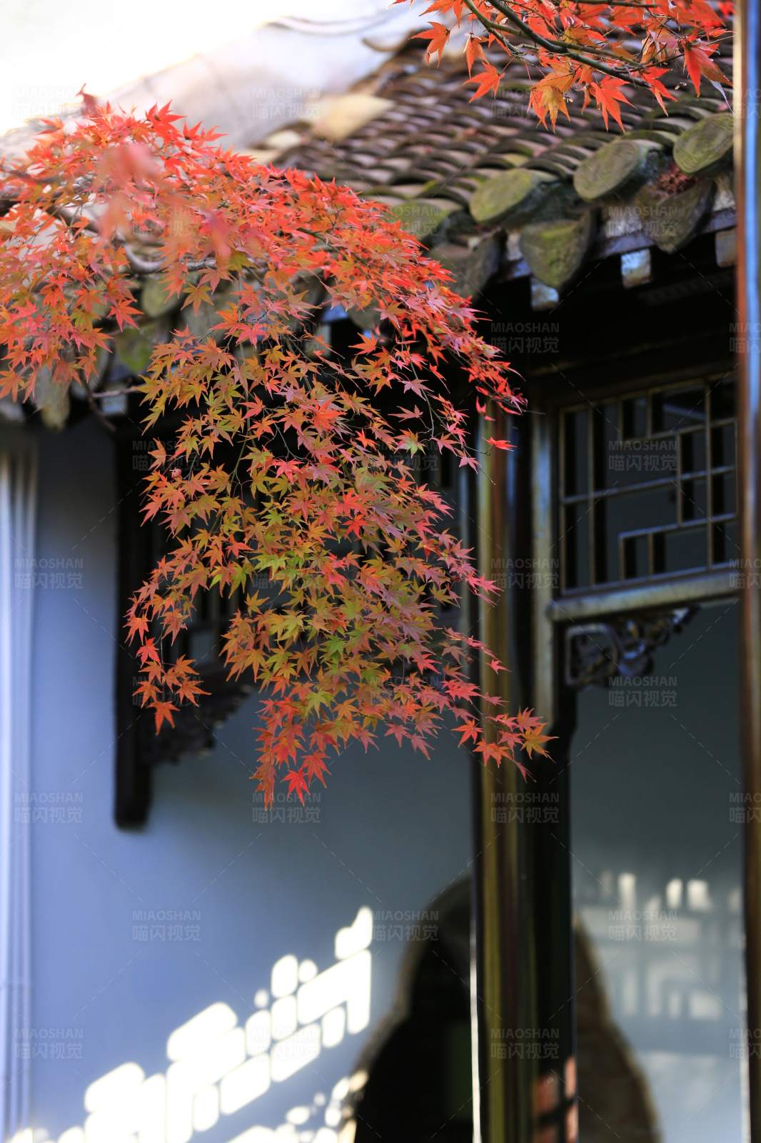 秋日红叶映古窗图片