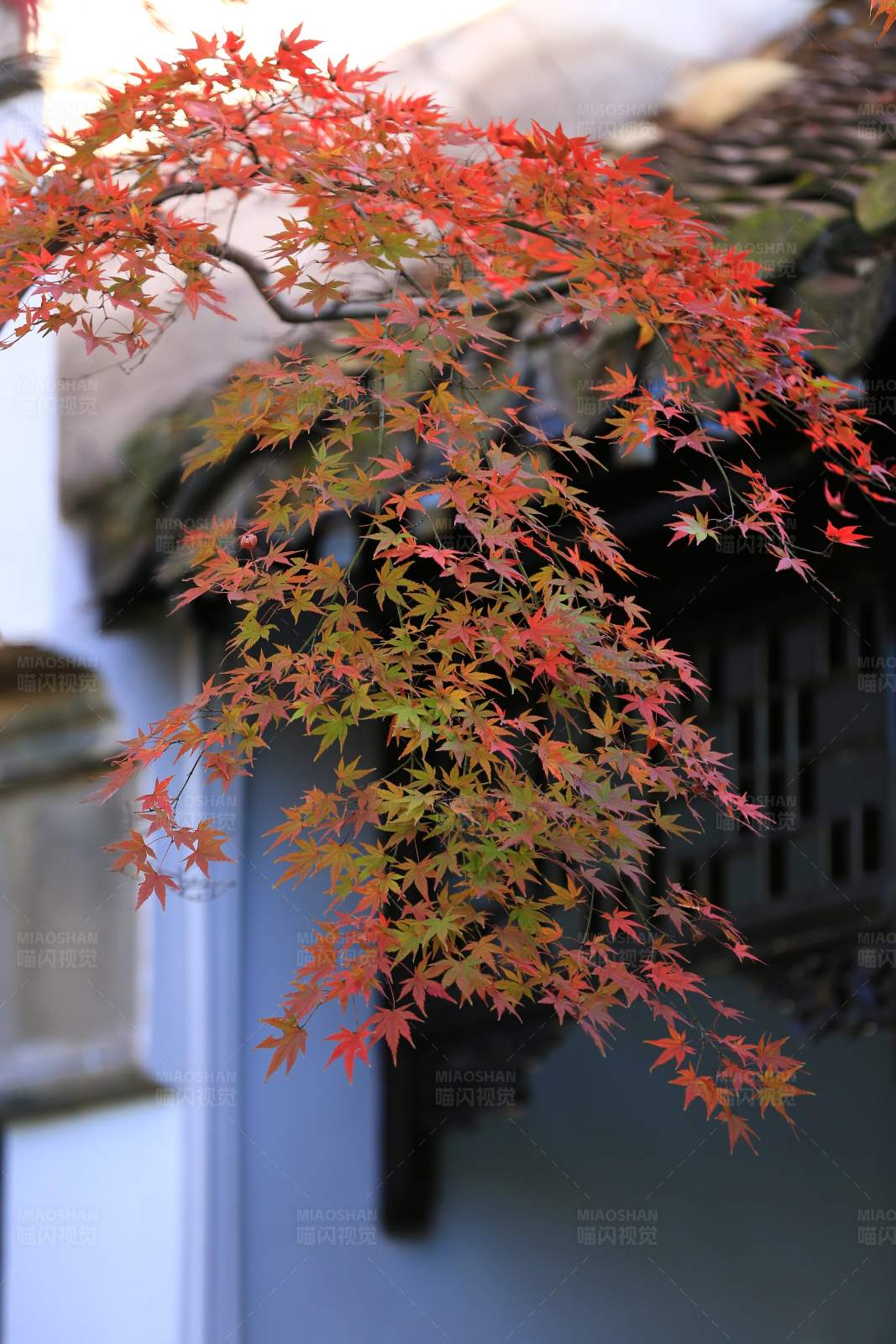 秋日红叶映古建筑图片