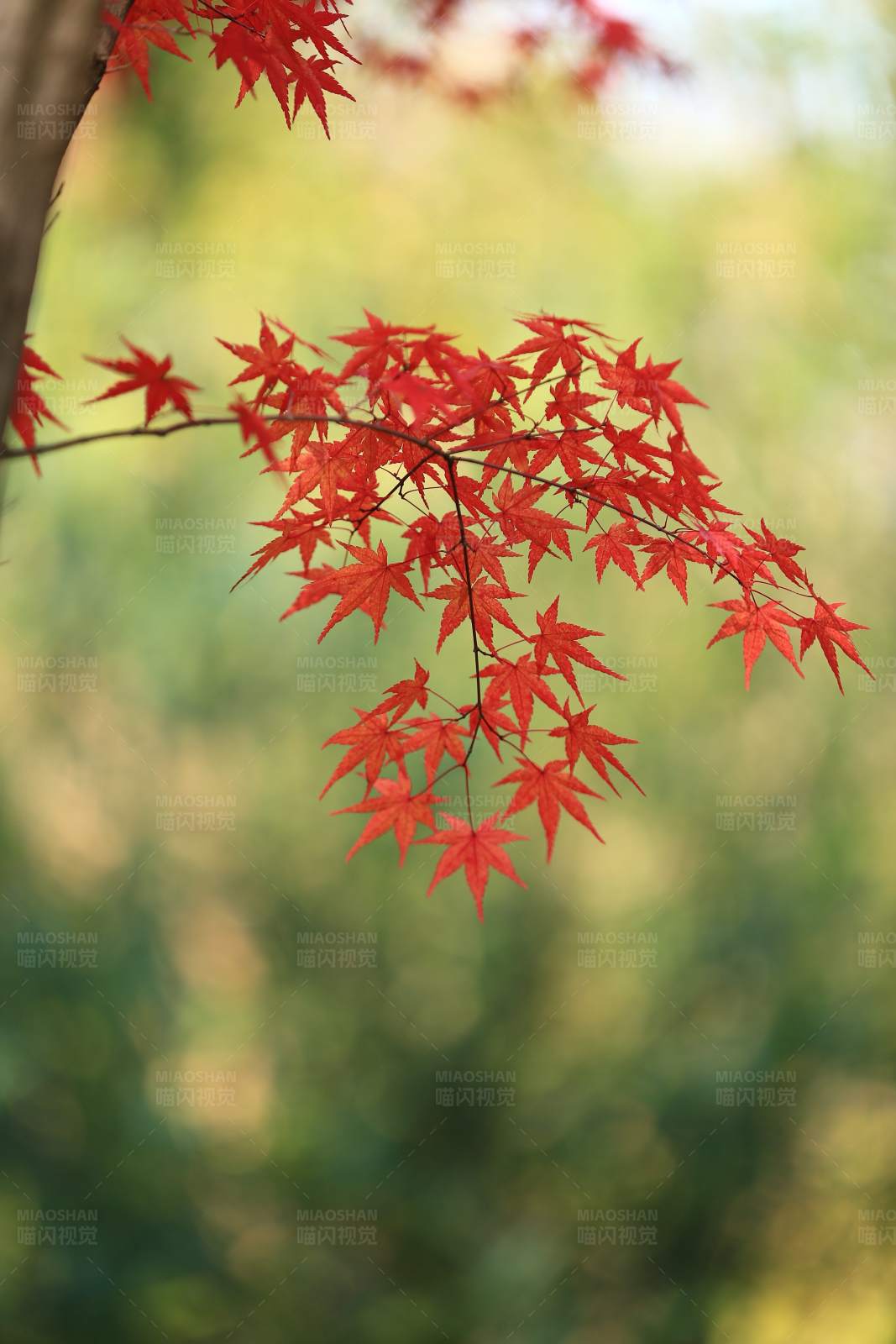 秋日红枫图片