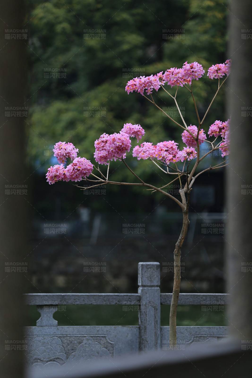 粉色花开在石桥旁图片