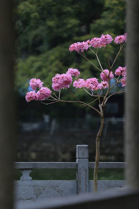 粉色花开在石桥旁图片