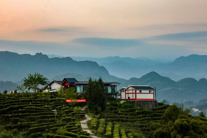 建始大寨山茶园图片