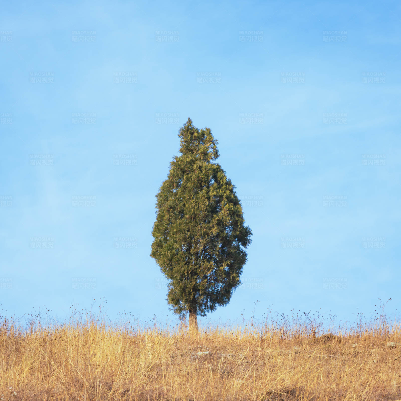 孤树独立 蓝天黄草图片