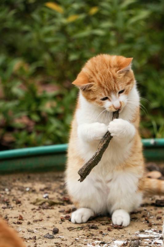 小猫玩树枝图片