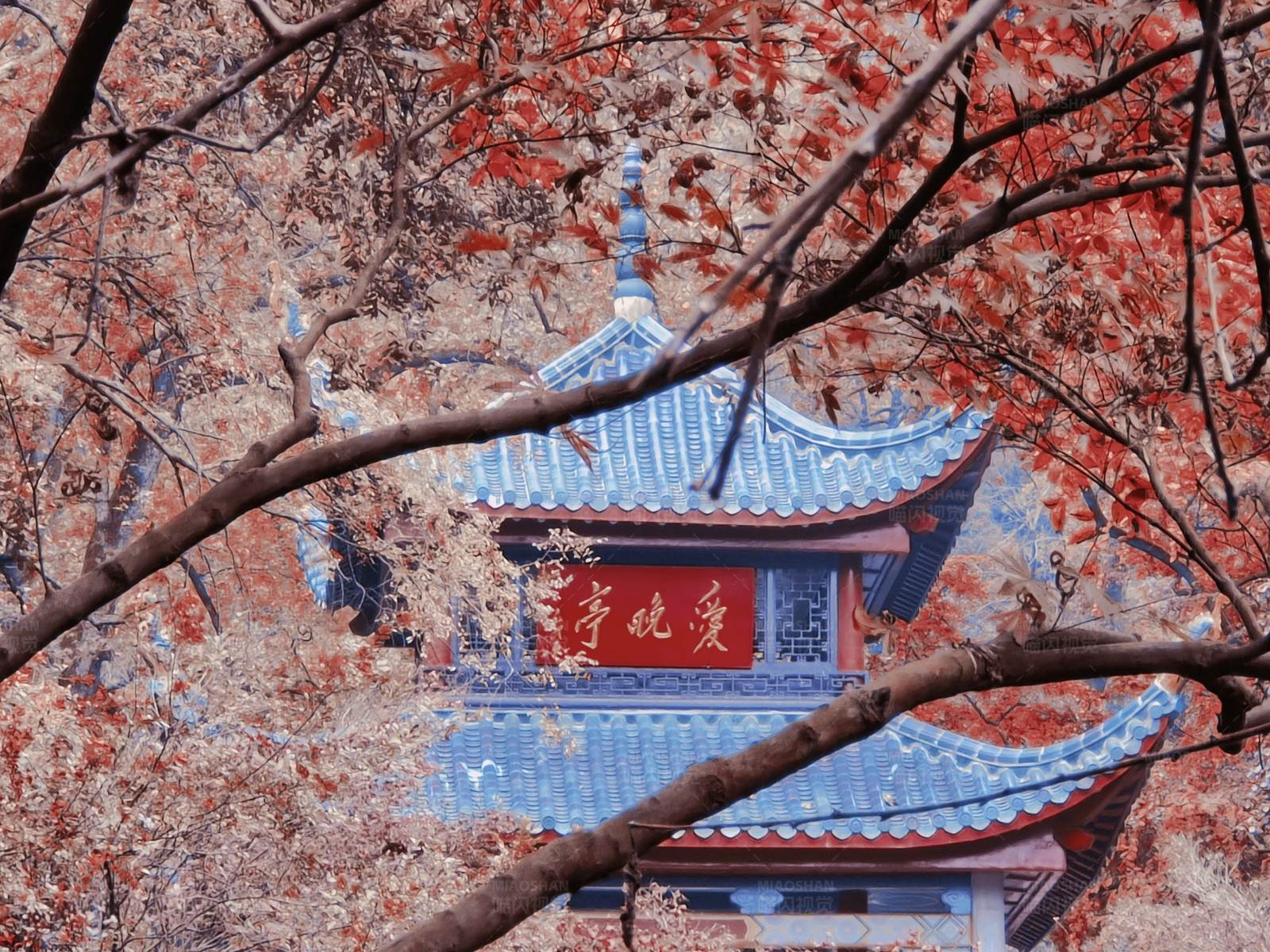 秋日爱晚亭图片