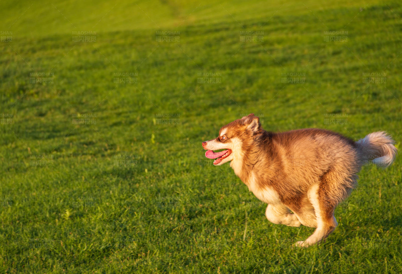 奔跑的快乐小狗图片