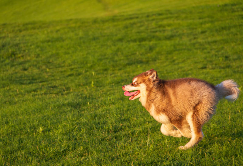奔跑的快乐小狗图片