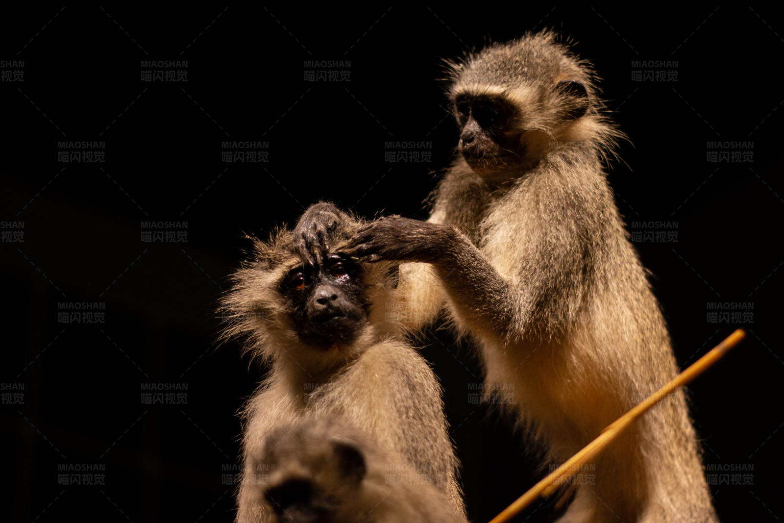 猴界理容师图片