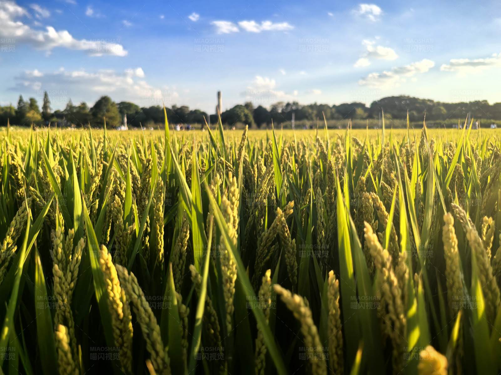 金色稻田迎丰收图片