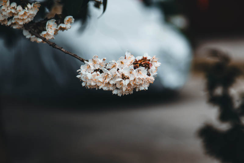 春日樱花绽放图片