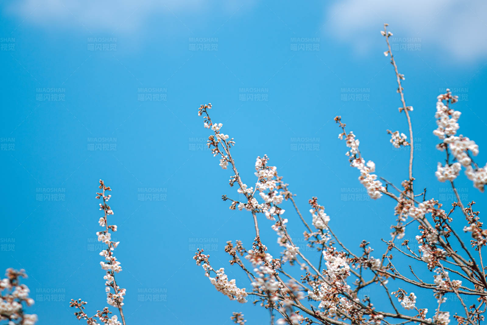 春日花开 蓝天相伴图片