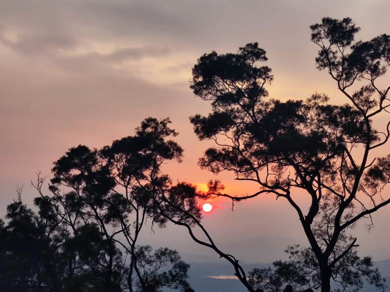 夕阳穿过树梢的美景图片