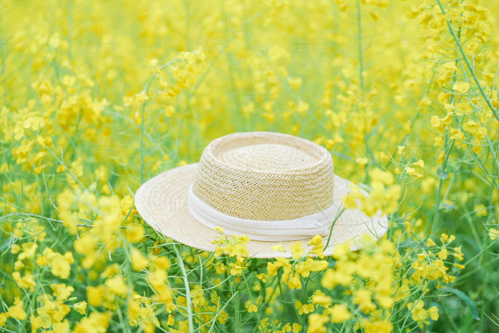 草帽与油菜花田图片