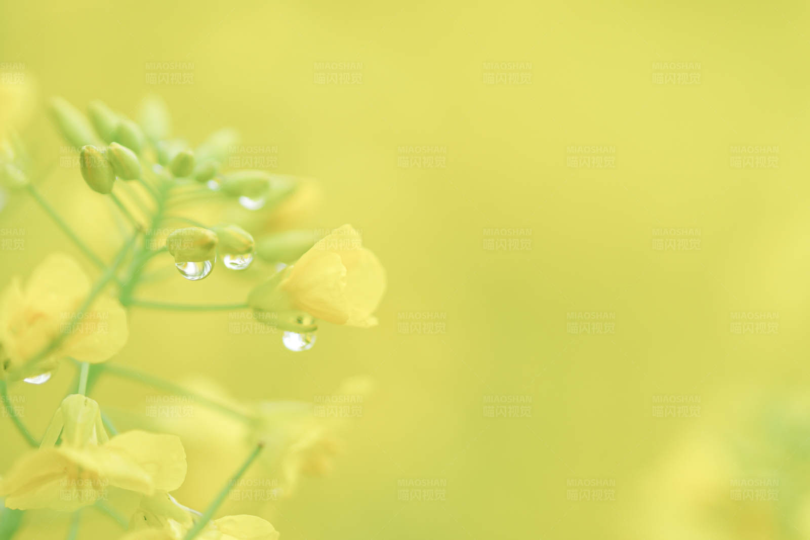 雨后油菜花图片