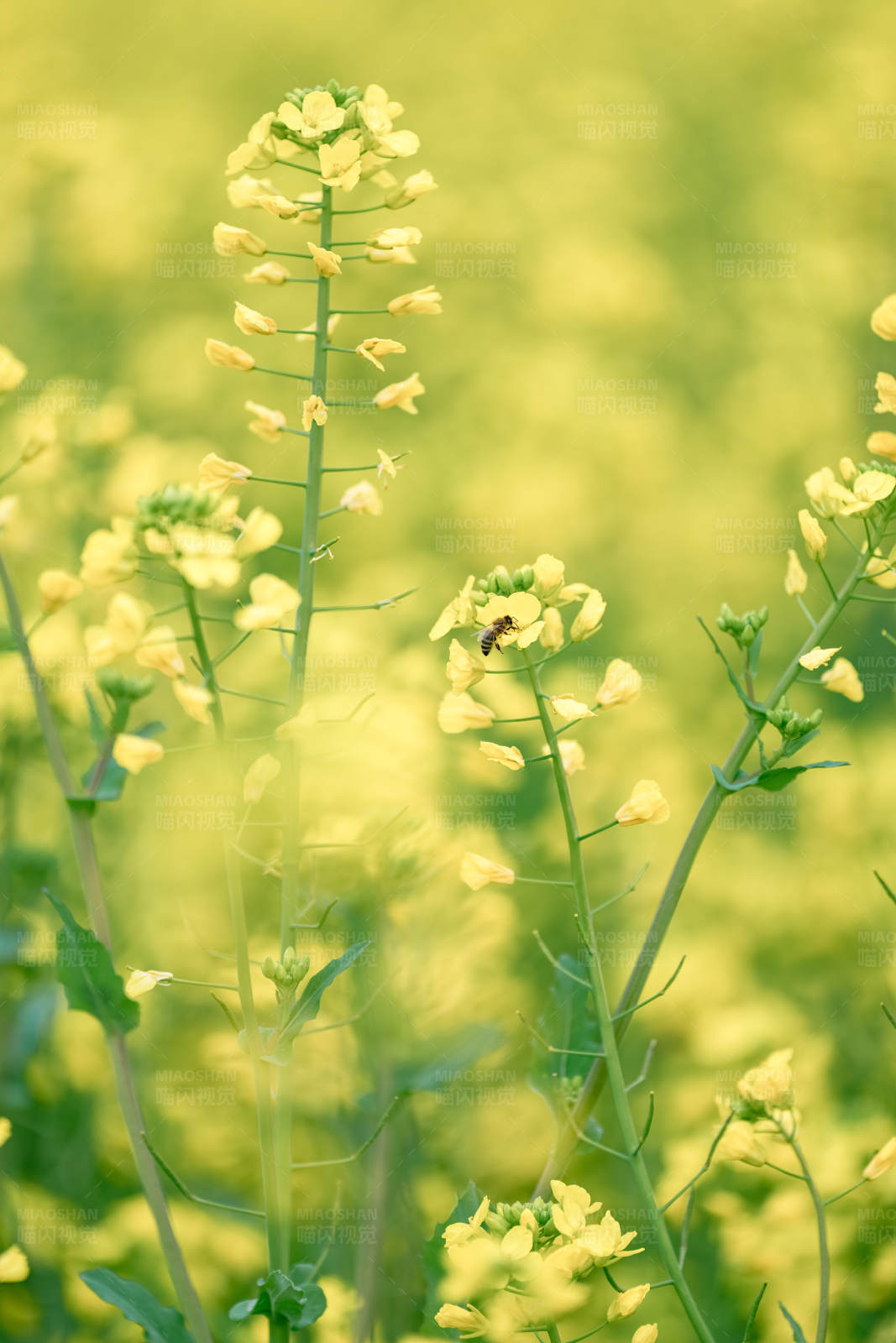 蜜蜂采蜜花间忙图片