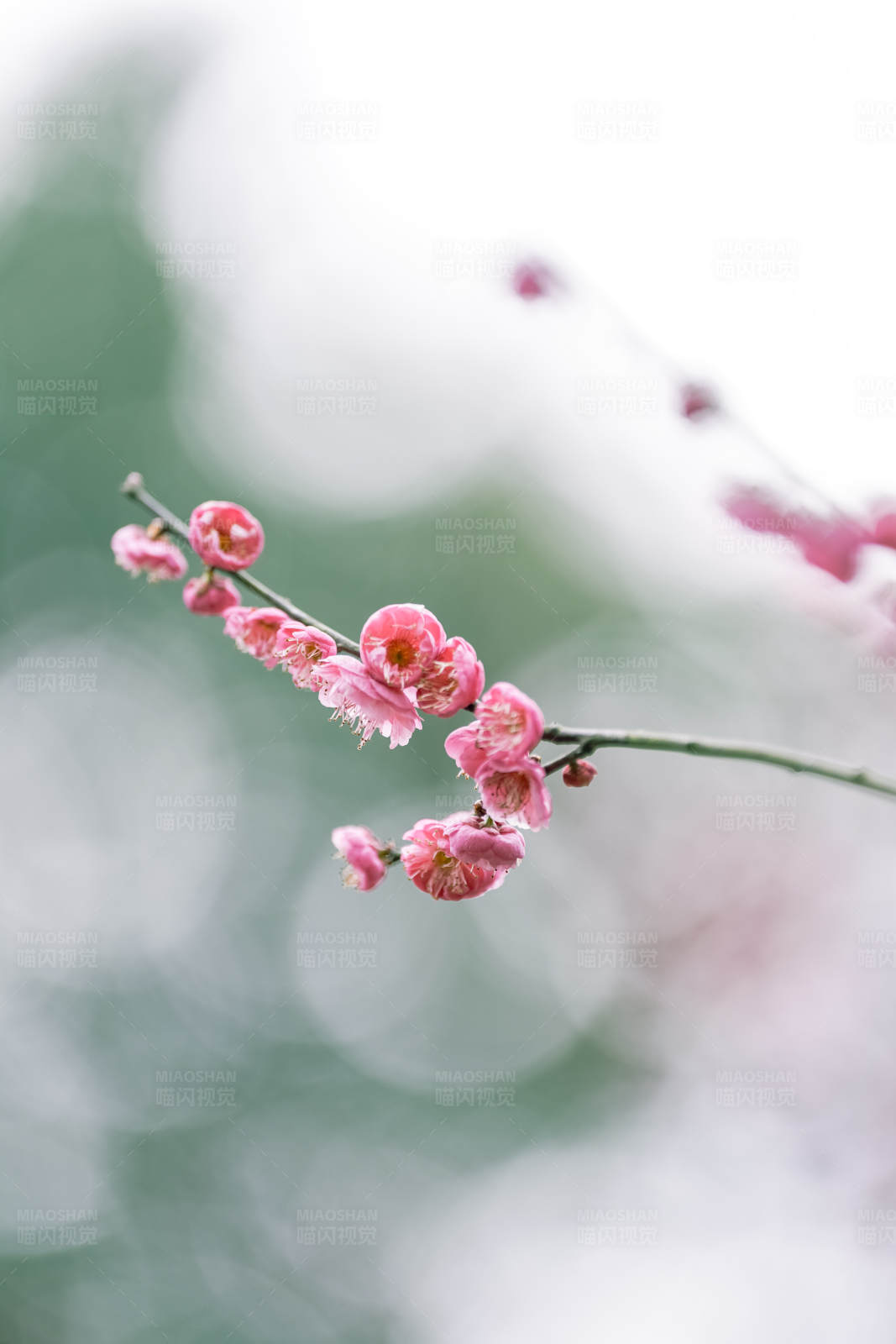 梅花绽放的春天图片