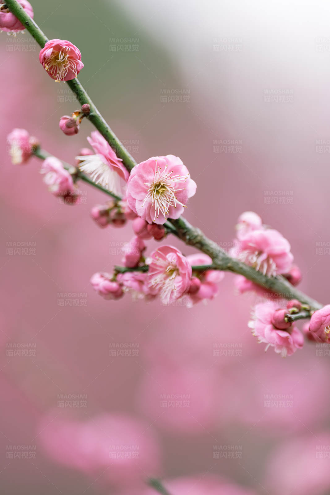 梅花绽放的春天图片